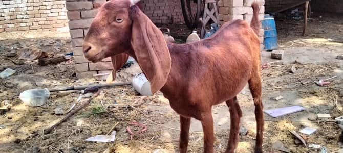 female for sale location Bhakkar