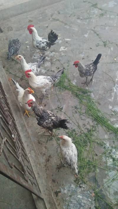 4 Murgi Or 4 Murga hain urgent sale karna hain