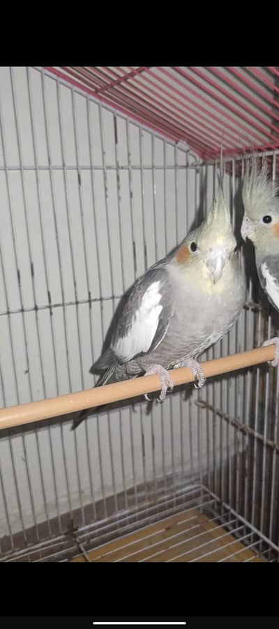 Cocktails 3 Piece, grey color