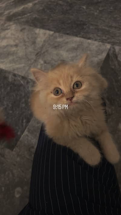 Persian male kitten