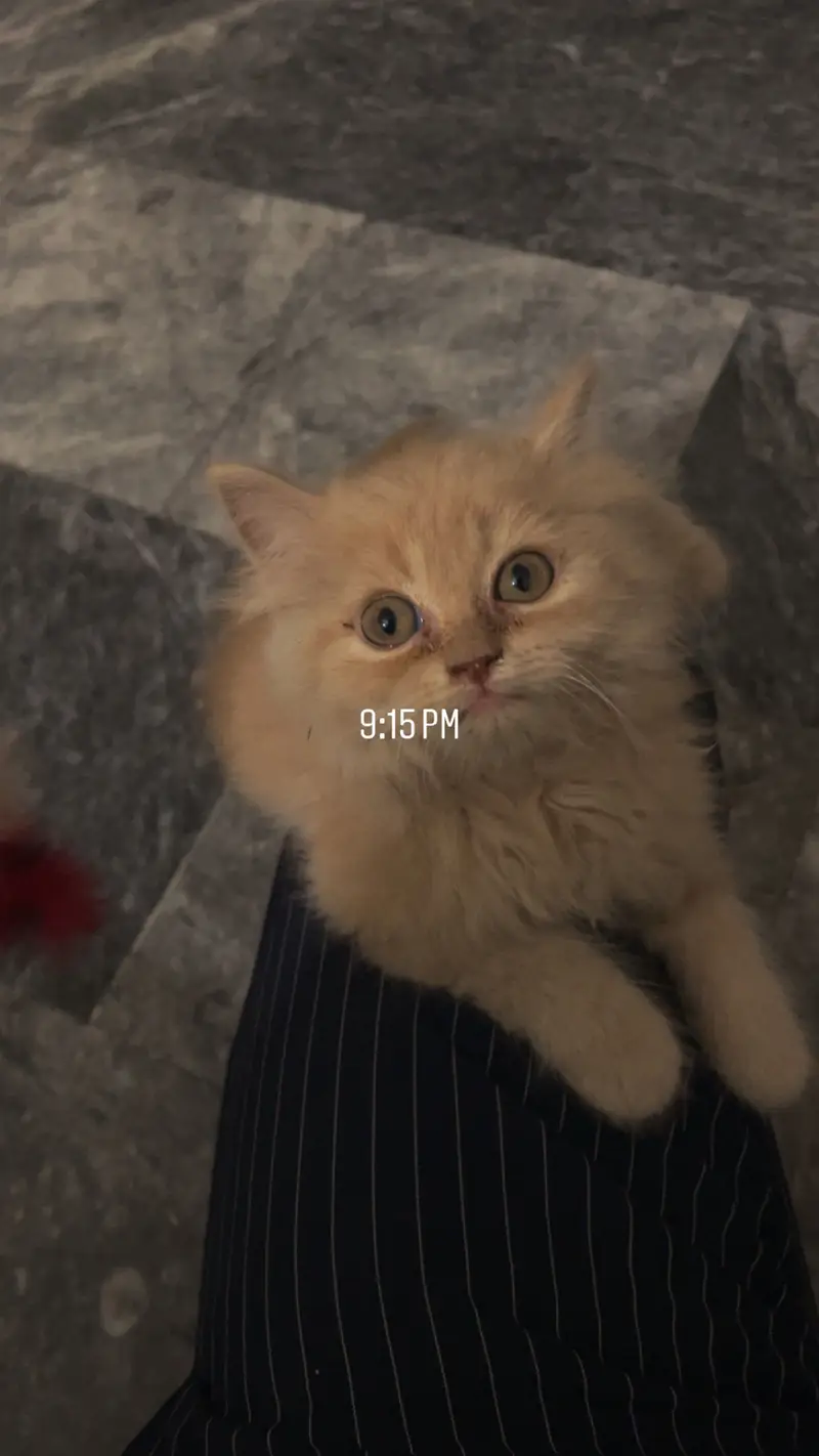 Persian male kitten — photo 2