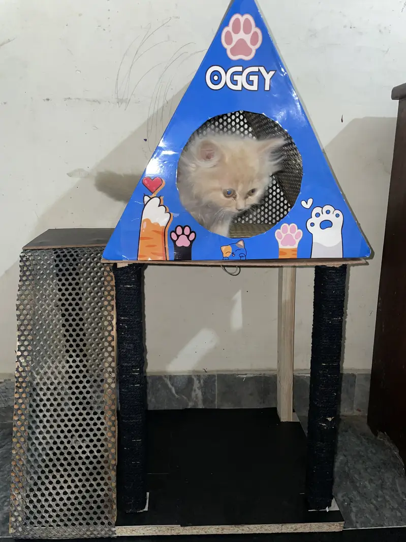 Persian male kitten — photo 3