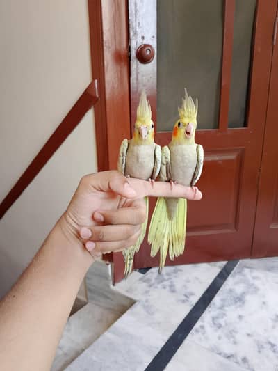 peal cocktail hand tame 0/3/1/6/0/2/7/8/4/6/2