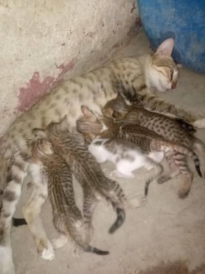 mother cat  and his kids for sale