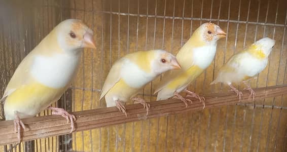 lady goldean mix breed male and female