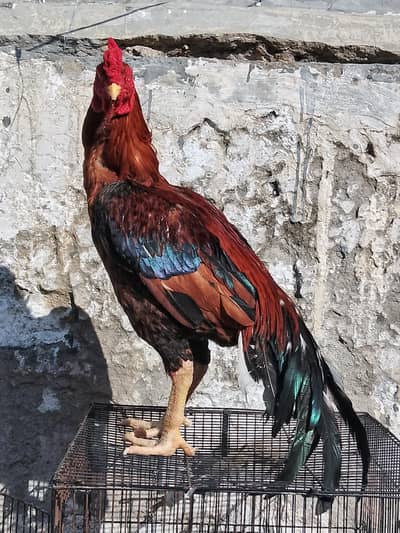 Top quality Breeder