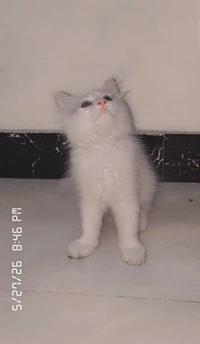 Russian cat