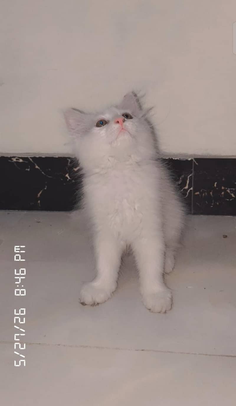 Russian cat 0