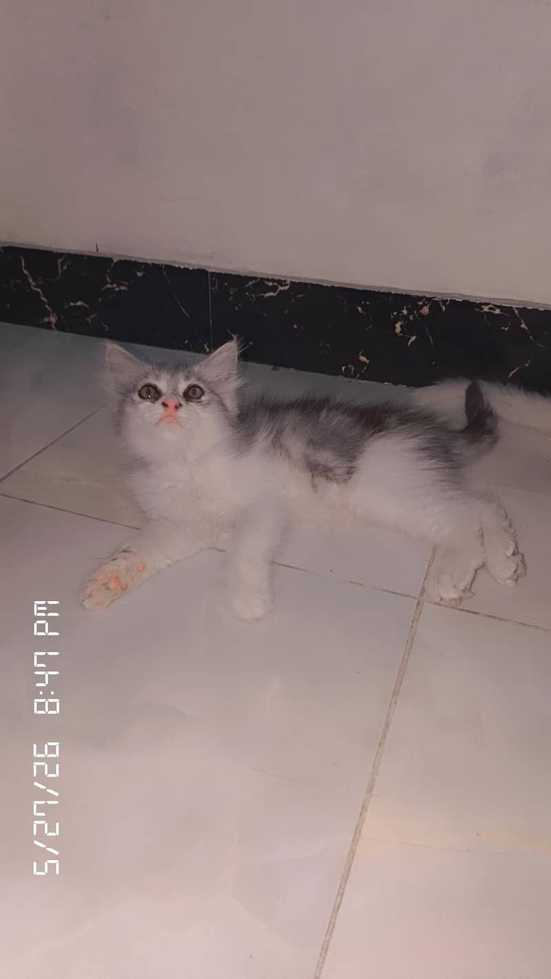 Russian cat 1