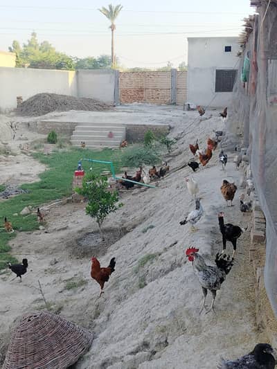 پٹھے پٹھیاں ایک کلو والے، گوشت اور انڈوں کے لیے تیار