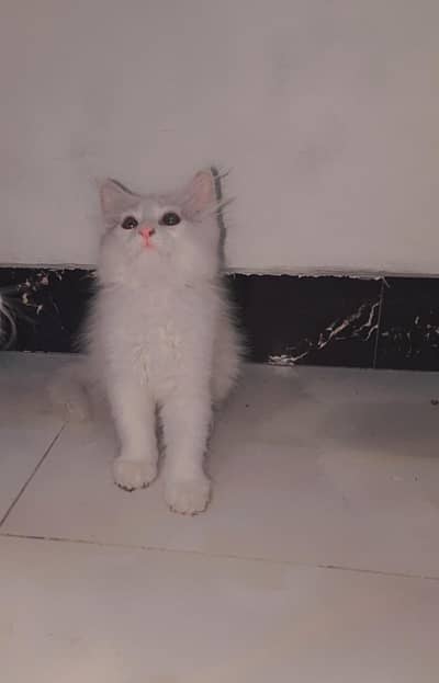 Good Loking and  Healthy kiten pair