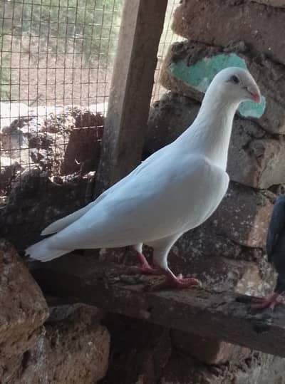 pegion for sale