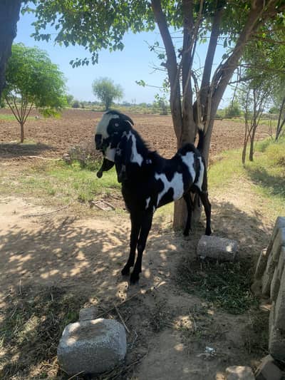 Black Bital Breeder  Whatsapp 03034864656