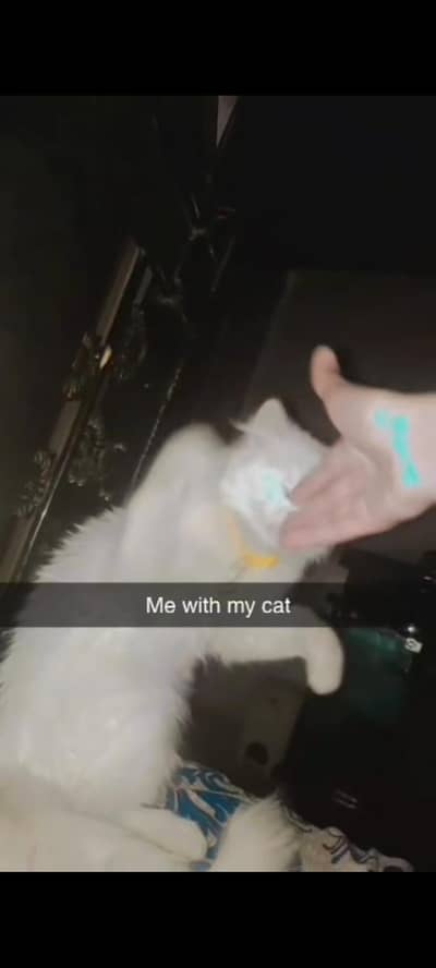  cat