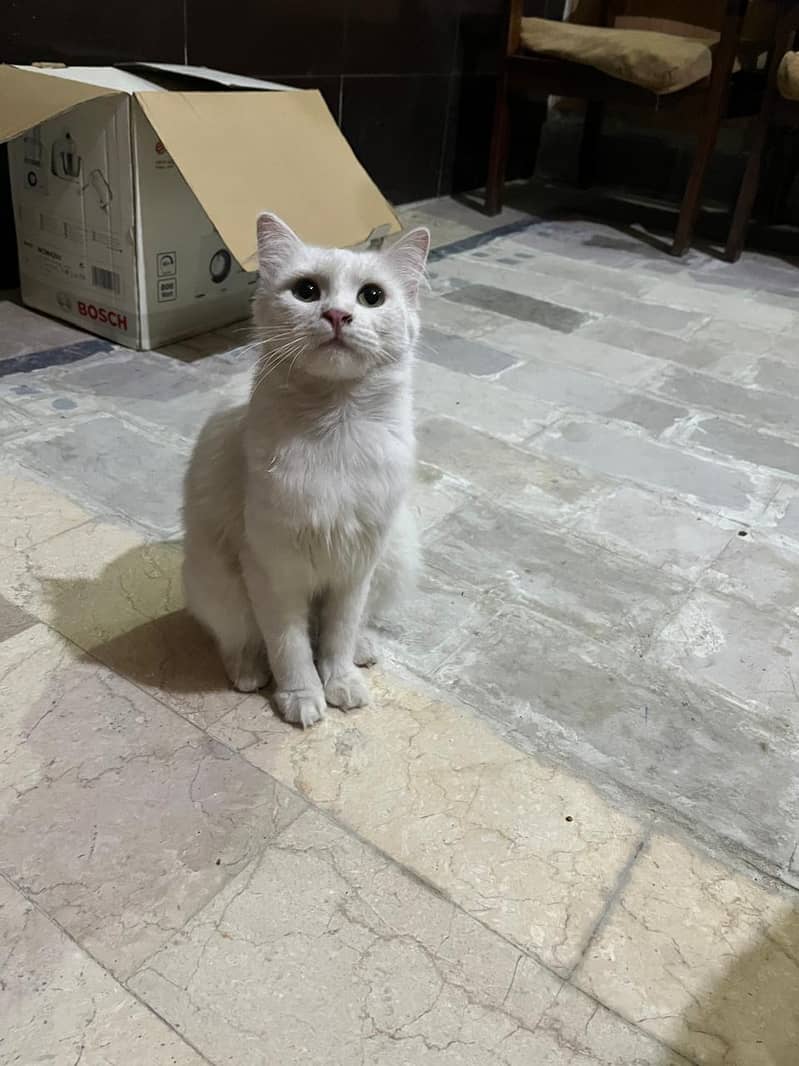 cat 1