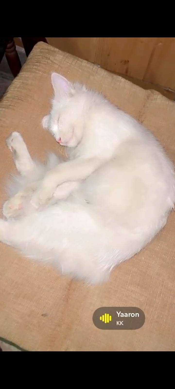  cat 2