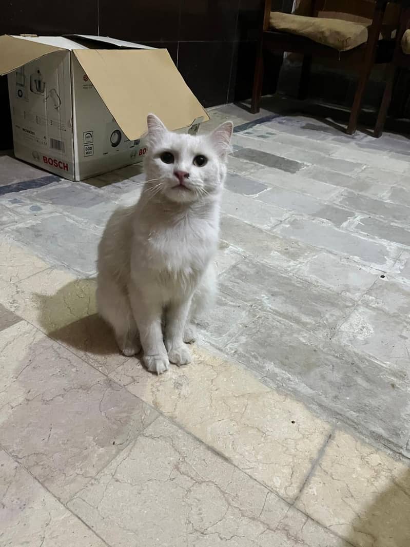  cat 3