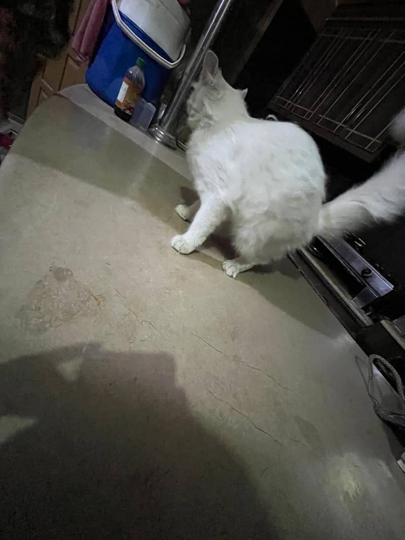  cat 4