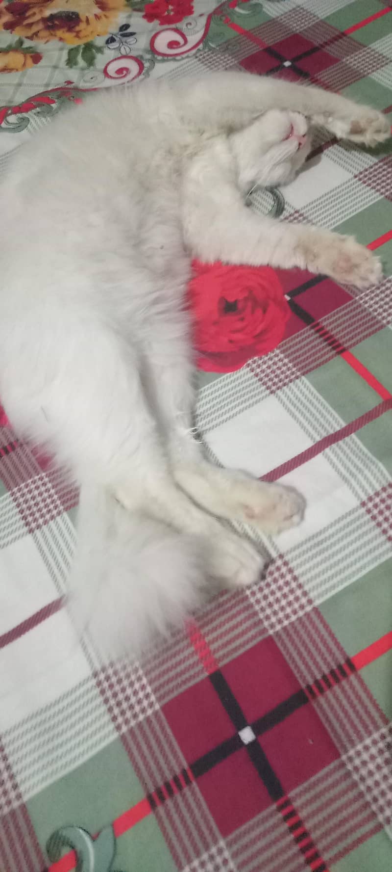  cat 5
