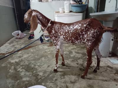 Active & healthy Goat for sale