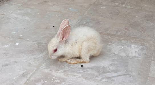 Baby bunnies