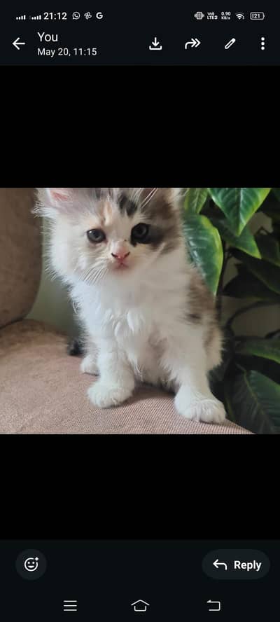 Persian long coat kittens