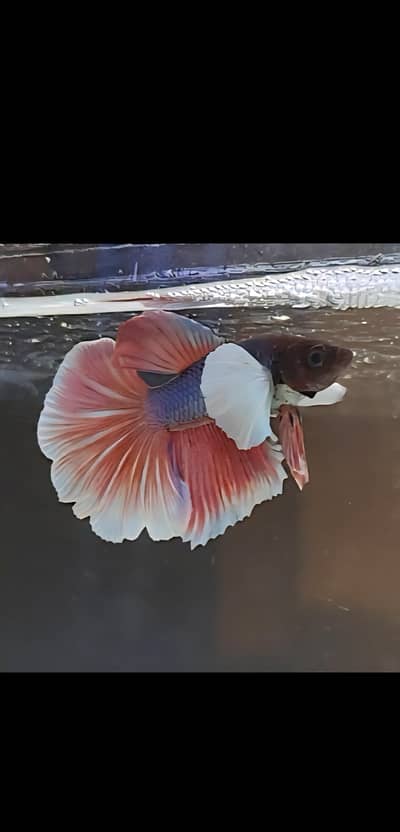 Dumbo Ear Betta Fish
