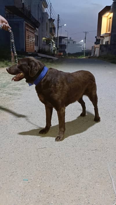 Pure Imported Female Labrador for Sale