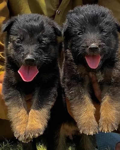 German long coat male female for sale avai
