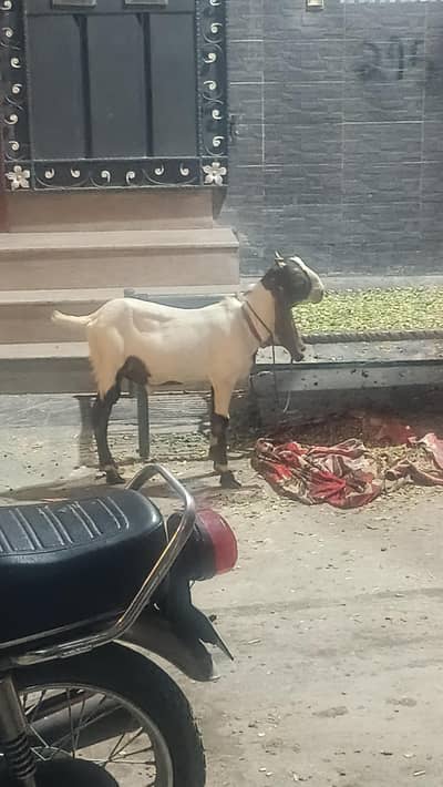 bakra desi paka kheera