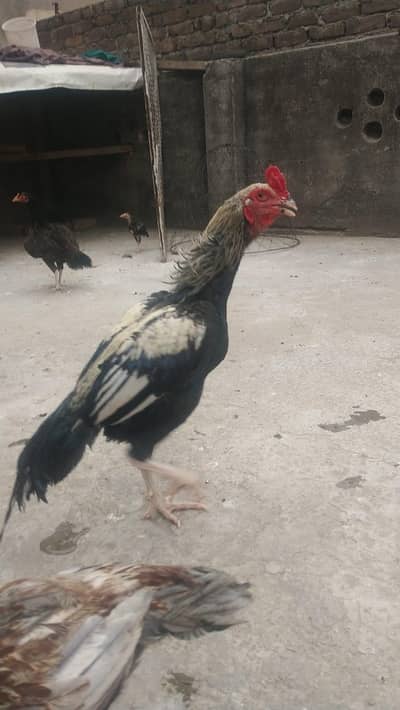 jaawa