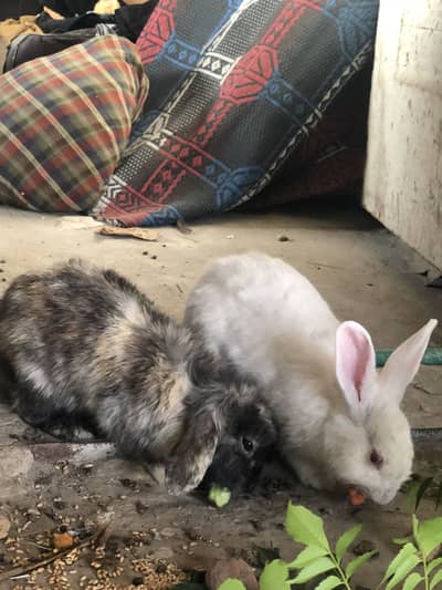 Rabbits for sale