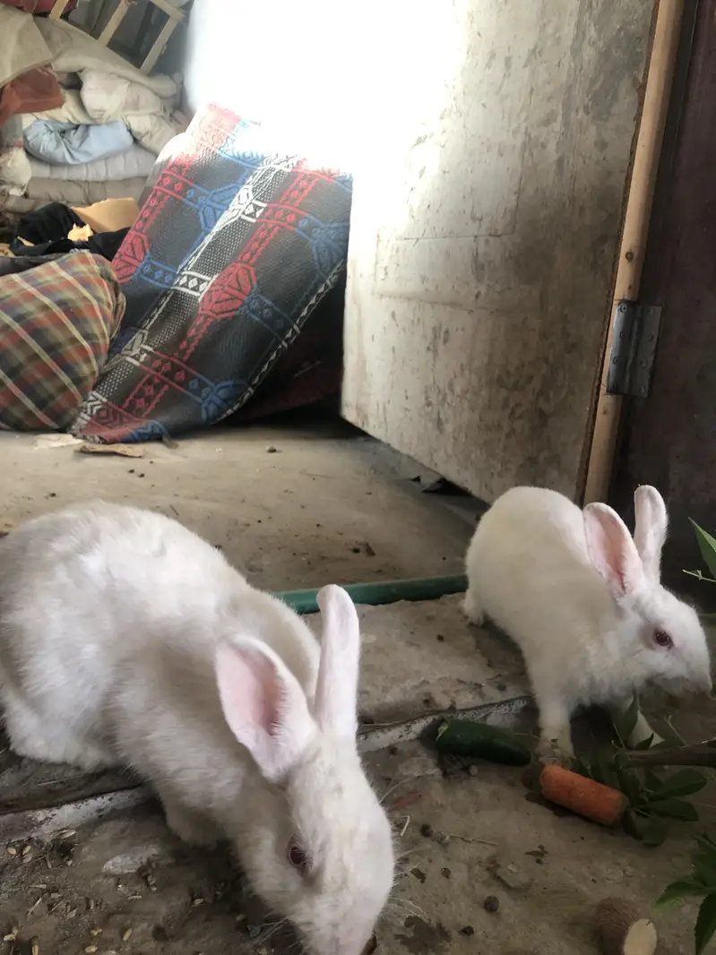 Rabbits for sale — photo 2