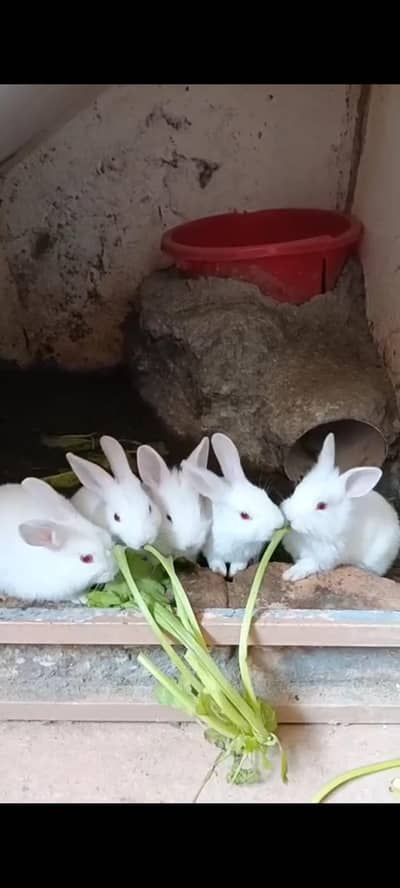 rabbit for sale