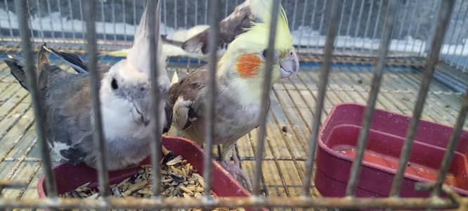Love bird and cocktail for Sale
