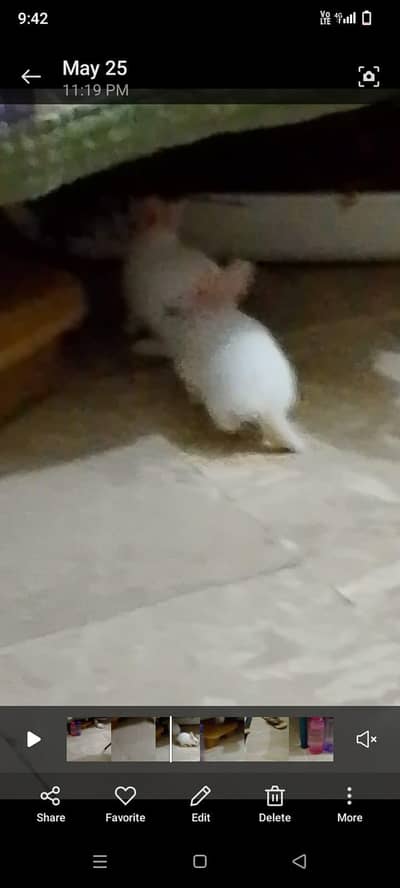 Red eyes white bunnies ( rabbit, khargosh,  خرگوش کے بچوں کا جوڑا