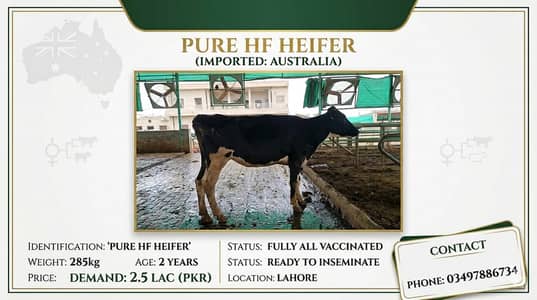 Freisian Cows for Sale | Heifer| Bull | گائے