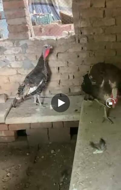 turkey breeder pair