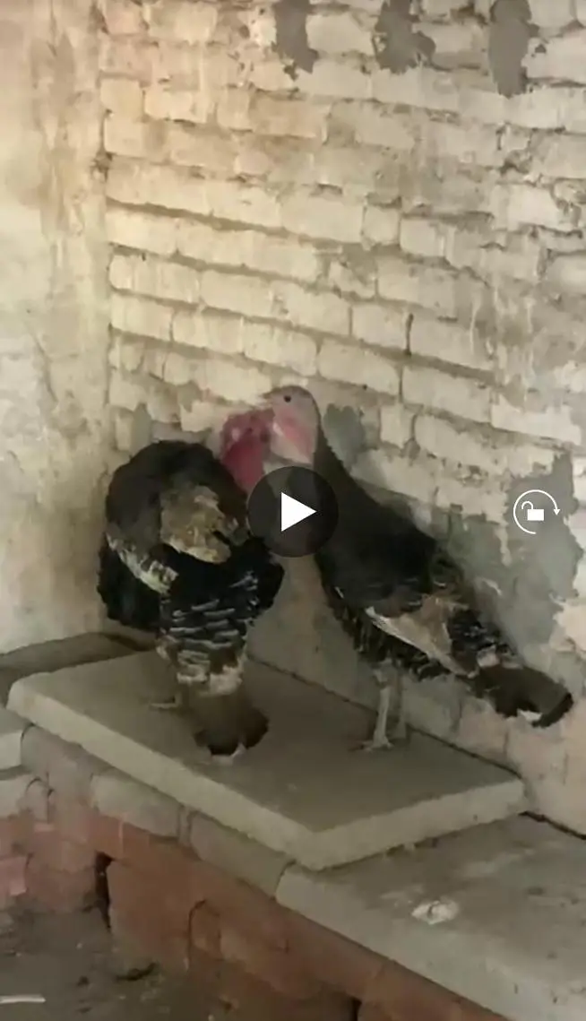 turkey breeder pair — photo 2