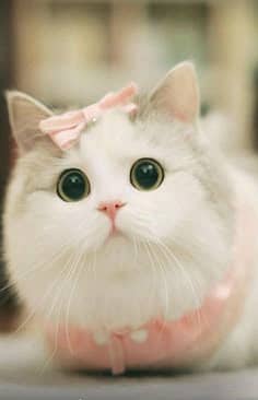 rashian cats beby