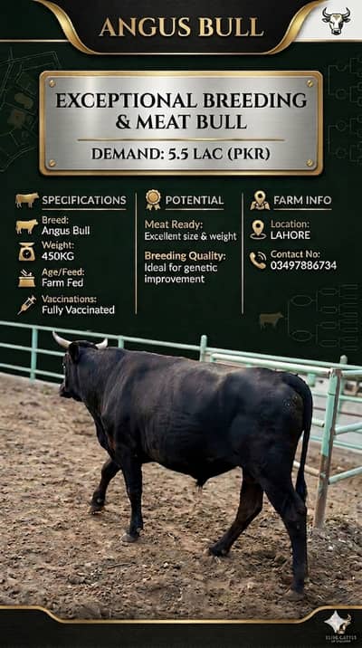 Cows for sale | Bull | Bachra | بچرا |گائے
