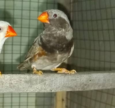 Zebra Finch 3B High Quality Breeder Male