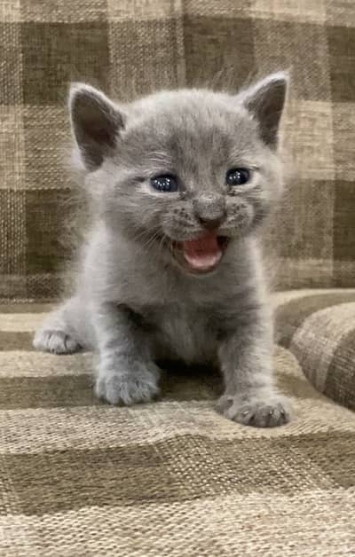 British Shorthair