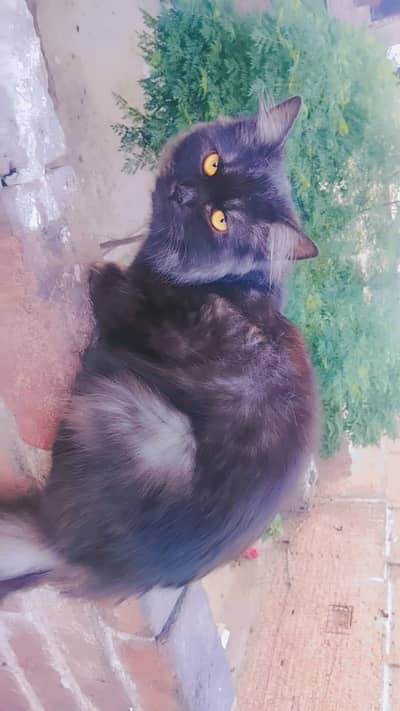 black Persian cat