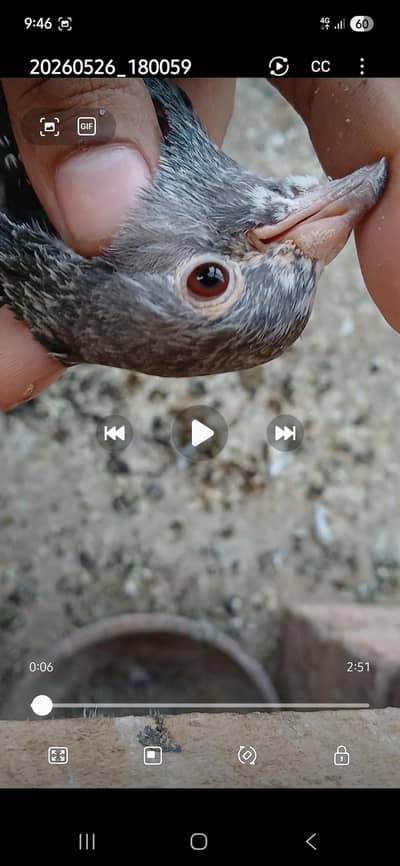 khargoshi red eyes pathay/ teddy /sialkoti/golden 03299779966