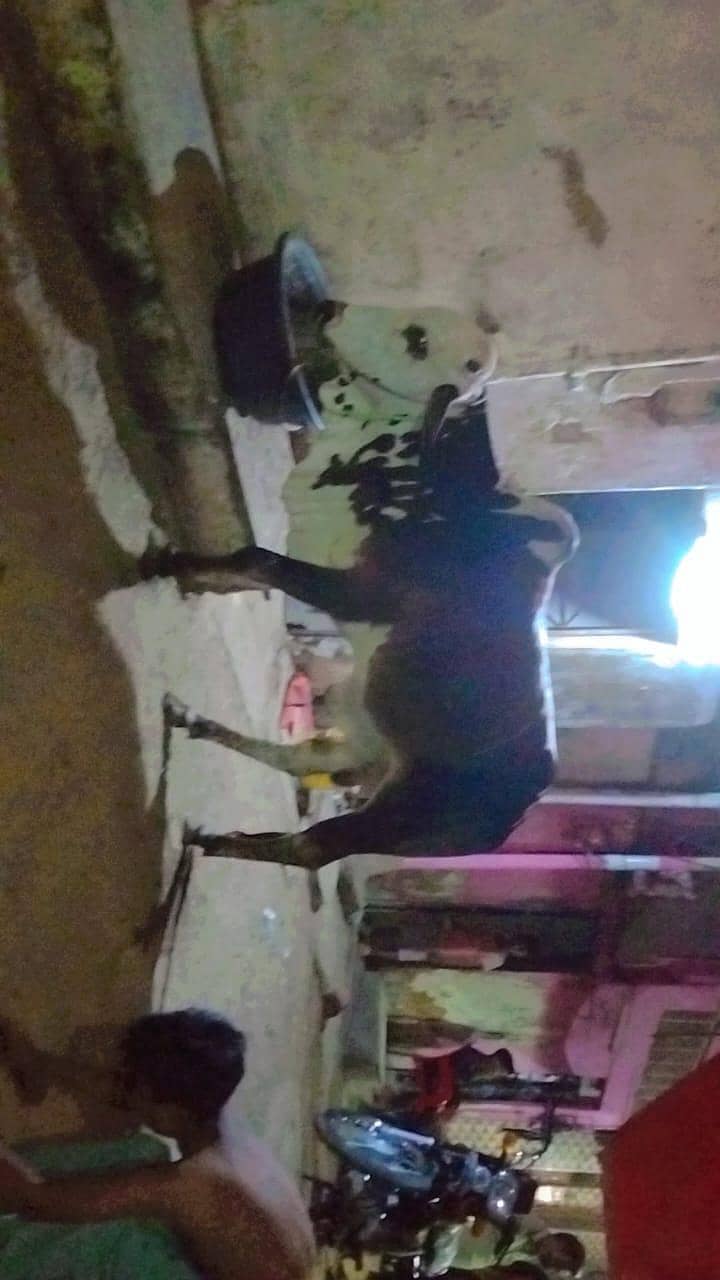 گھر آکر گائے کاٹنے کی سروس دستیاب 0