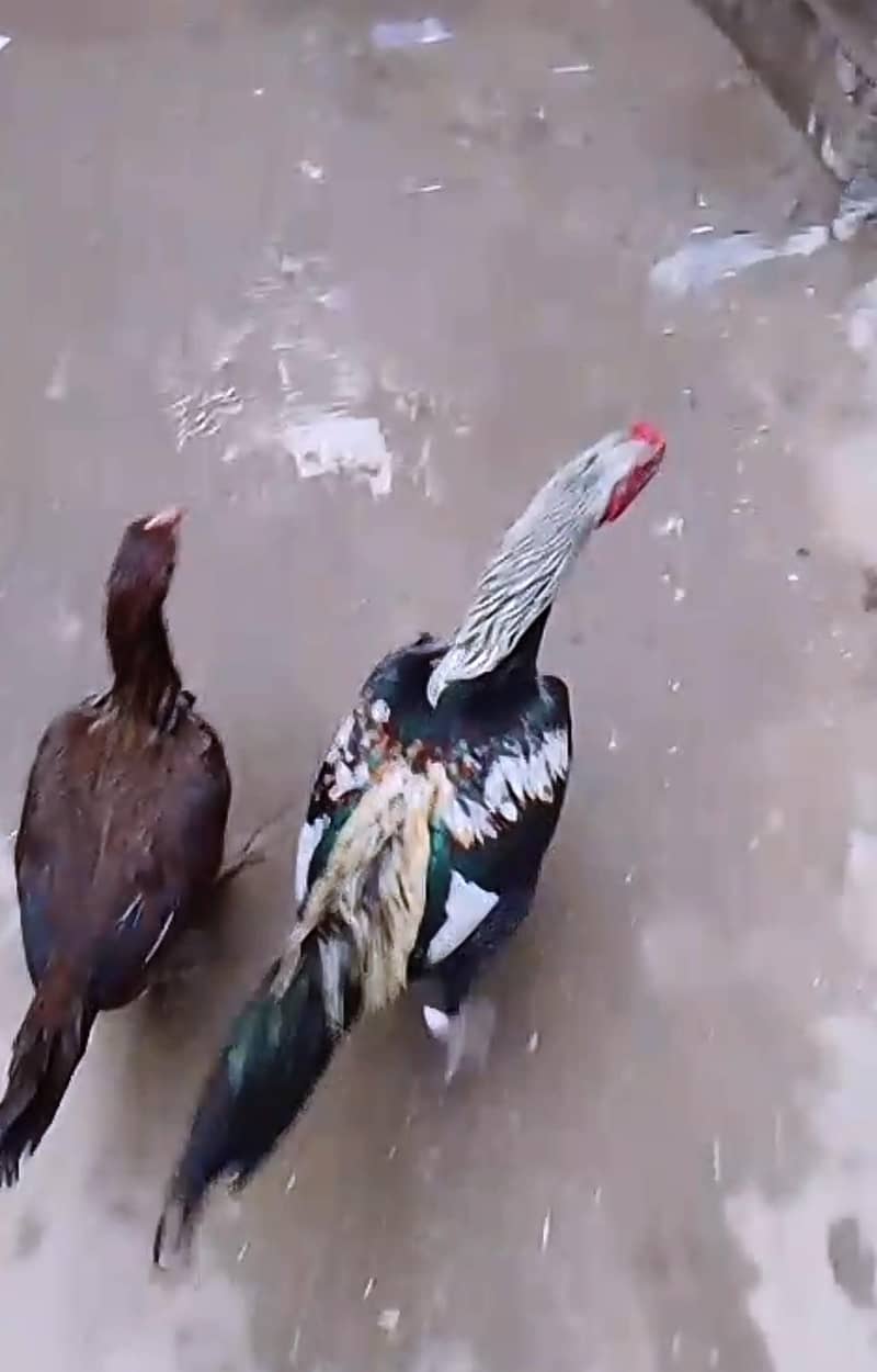 Aseel Pair 1