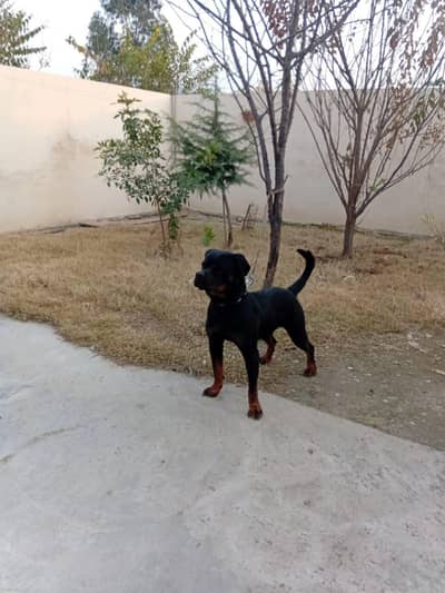 for sale or exchange ,, read ad first