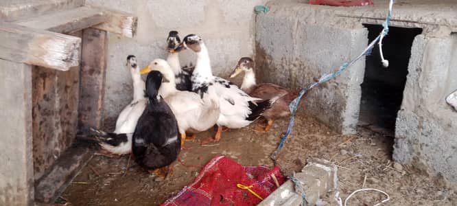 ducks