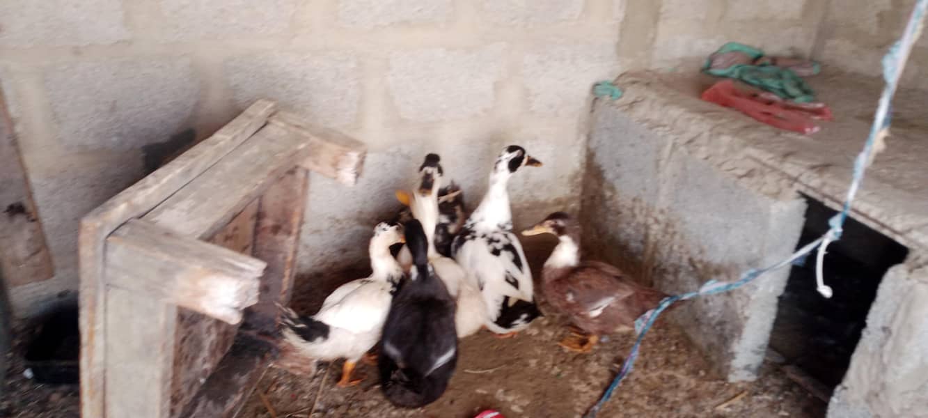 ducks 2